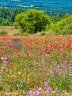France, Provence, Sault, Lone tree and poppies Art Print